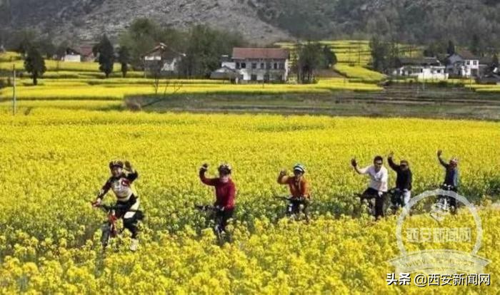 汉中油菜花节将于2021年3月13日开幕今年在西乡县举办